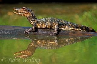 Illustration for article titled Sunday Crocodilian - Paleosuchus palpebrosus Edition